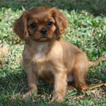 Sugar as a pup