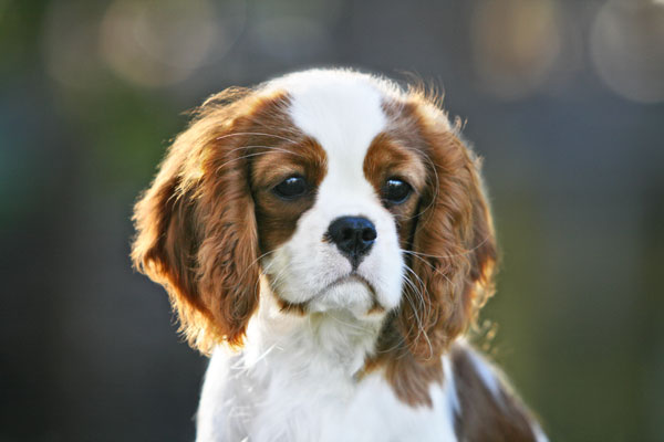 Dazzle at 2 years old