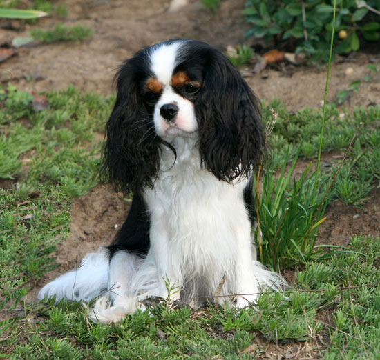 Dazzle at 2 years old